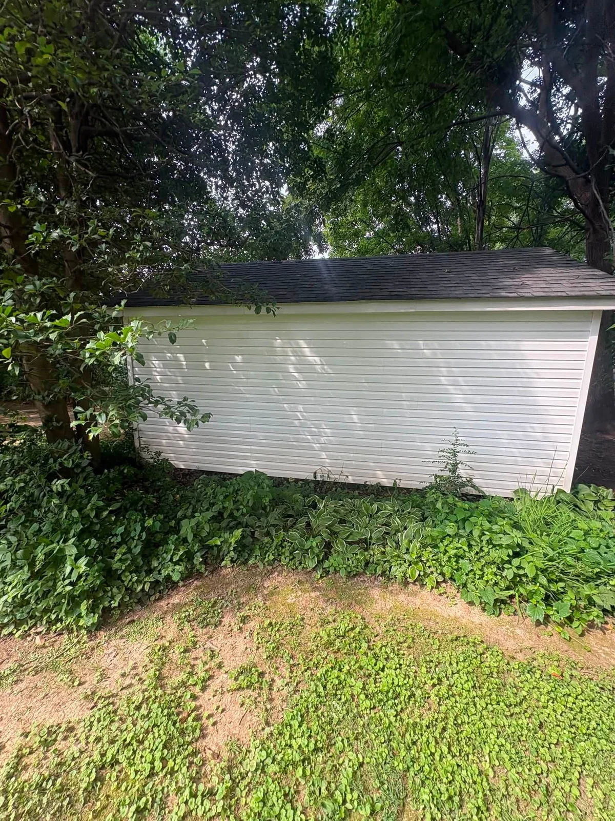 After: white vinyl shed with a dark shingle roof, surrounded by trees and low green plants