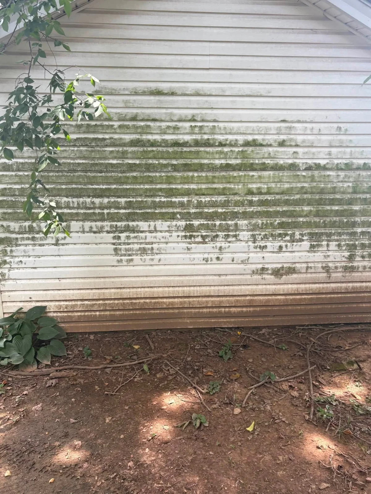 Before: vinyl wall with heavy green algae streaks and a brown dirt band along the bottom, bare soil and leaves below